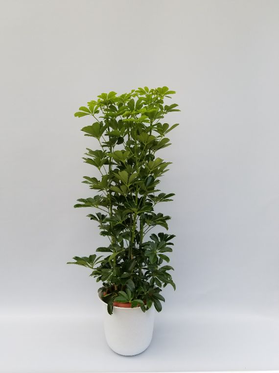観葉植物